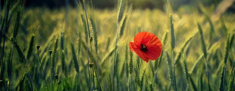 CEO message for Remembrance Day 2023